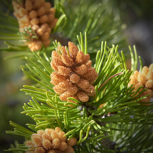 Gletschergarten besuchen